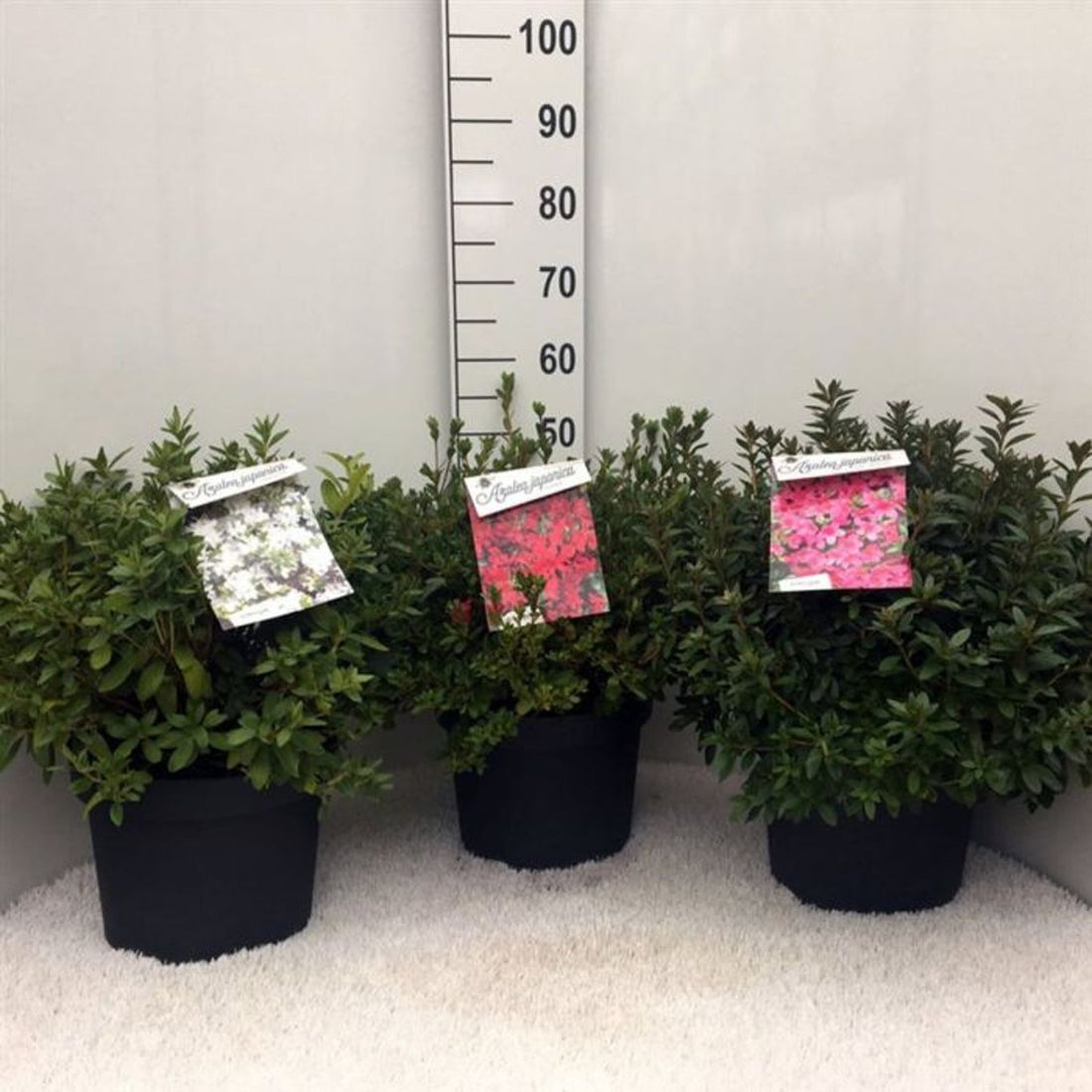 Azalee japonica diferite soiuri mix/buc/ Azalea japonica mix/buc / - Gradina Noastra