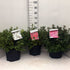 Azalee japonica diferite soiuri mix/buc/ Azalea japonica mix/buc / - Gradina Noastra