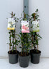 Iasomie stelata mix 0.40 - 0.50 m / Trachelospermum jasminoides / by gradina-noastra