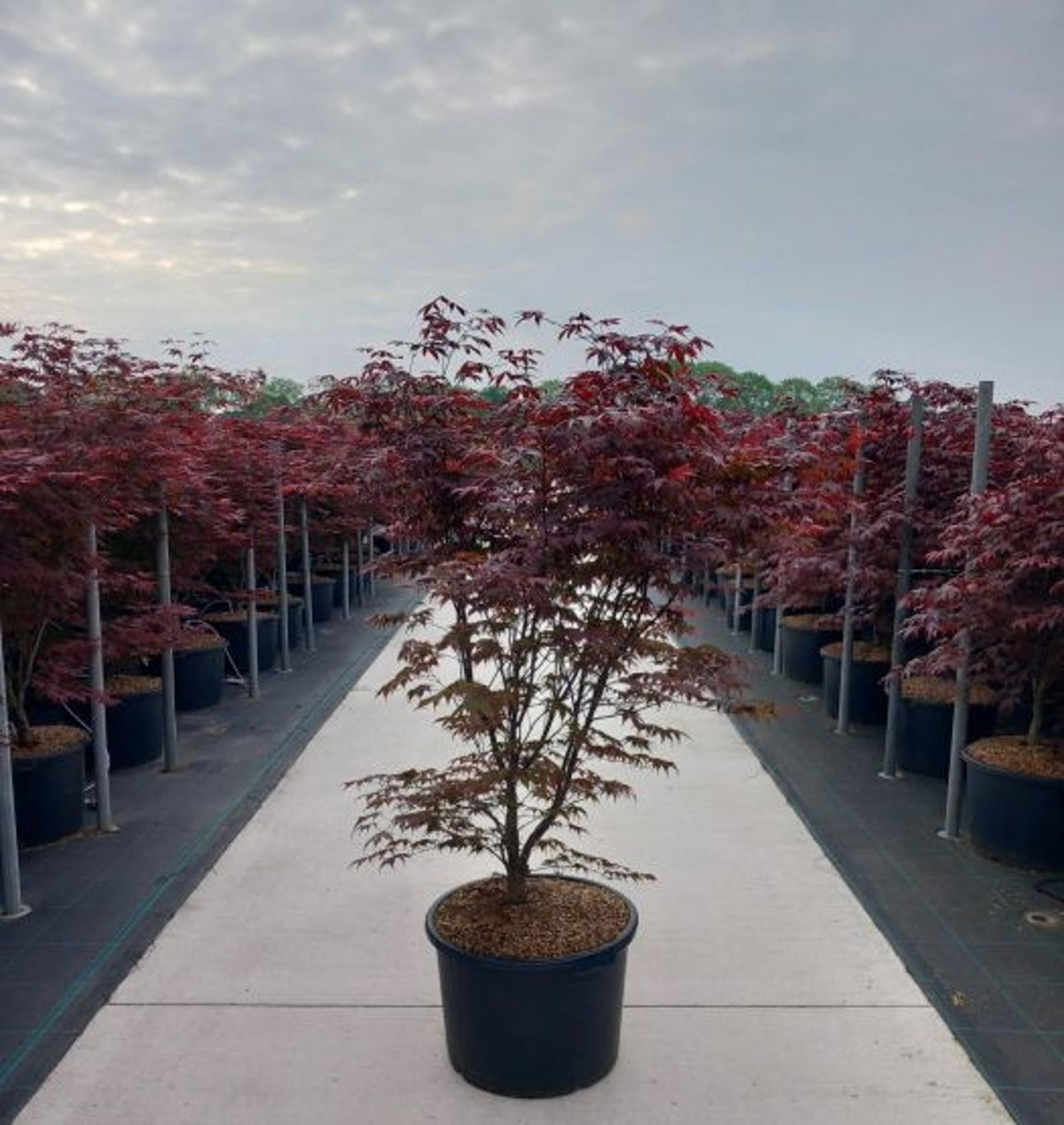 Artar japonez "Bloodgood" / Acer palmatum "Bloodgood" /