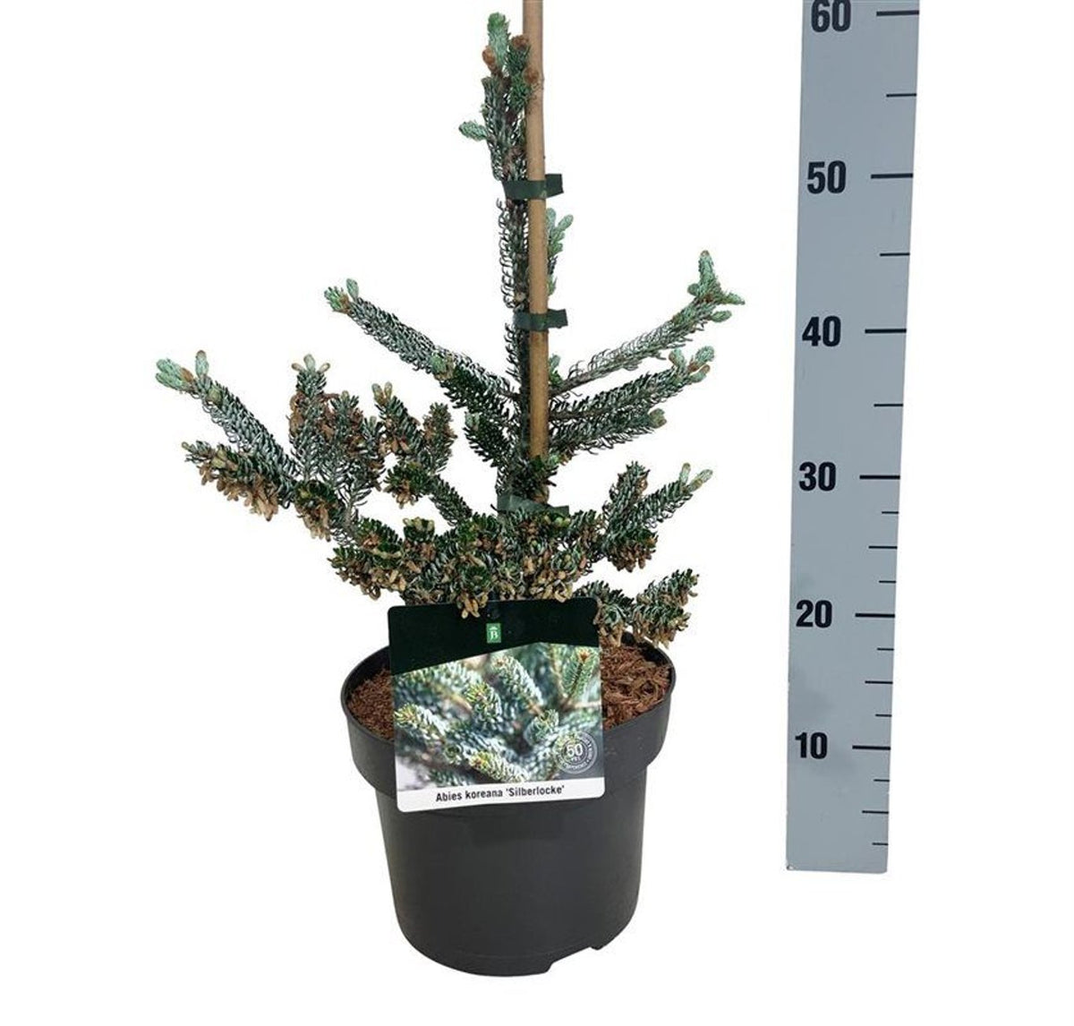 Brad coreean "Silberlocke" /Abies koreana "Silberlocke"/