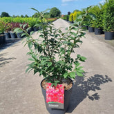 Euonymus alatus multitulpinal / Euonymus alatus  / - Gradina Noastra