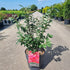Euonymus alatus multitulpinal / Euonymus alatus  / - Gradina Noastra
