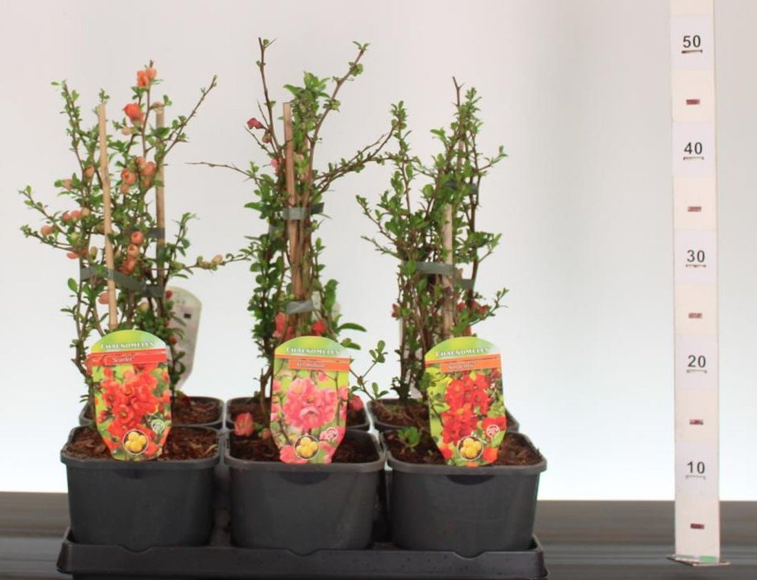 Gutui japonez mix/buc /Chaenomeles japonica mix / buc/ - Gradina Noastra