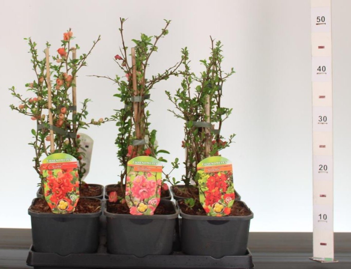 Gutui japonez mix/buc /Chaenomeles japonica mix / buc/ - Gradina Noastra