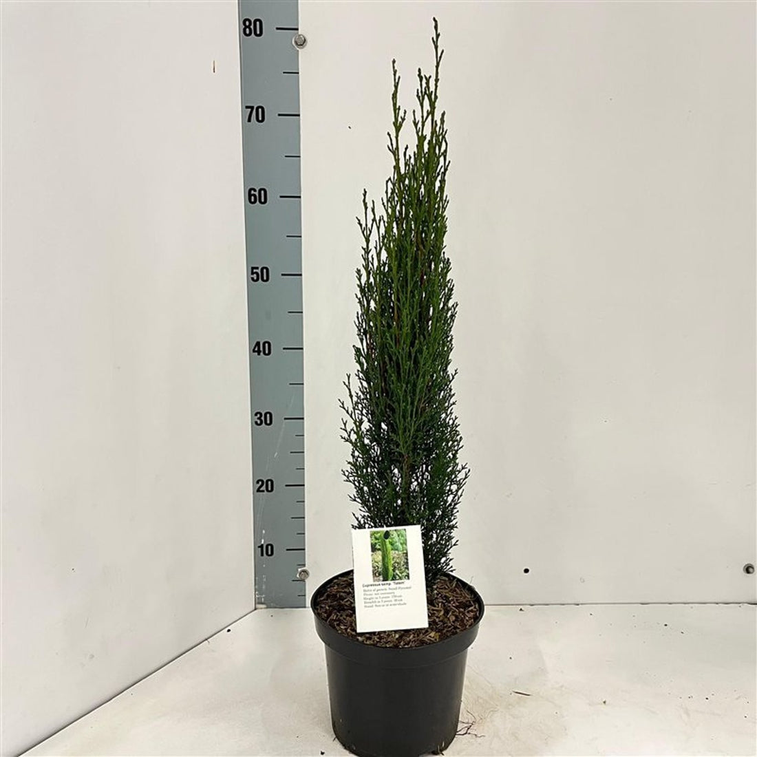 Chiparos de Italia &quot;Totem&quot; - /Cupressus Sempervirens &quot;Totem&quot; by gradina-noastra