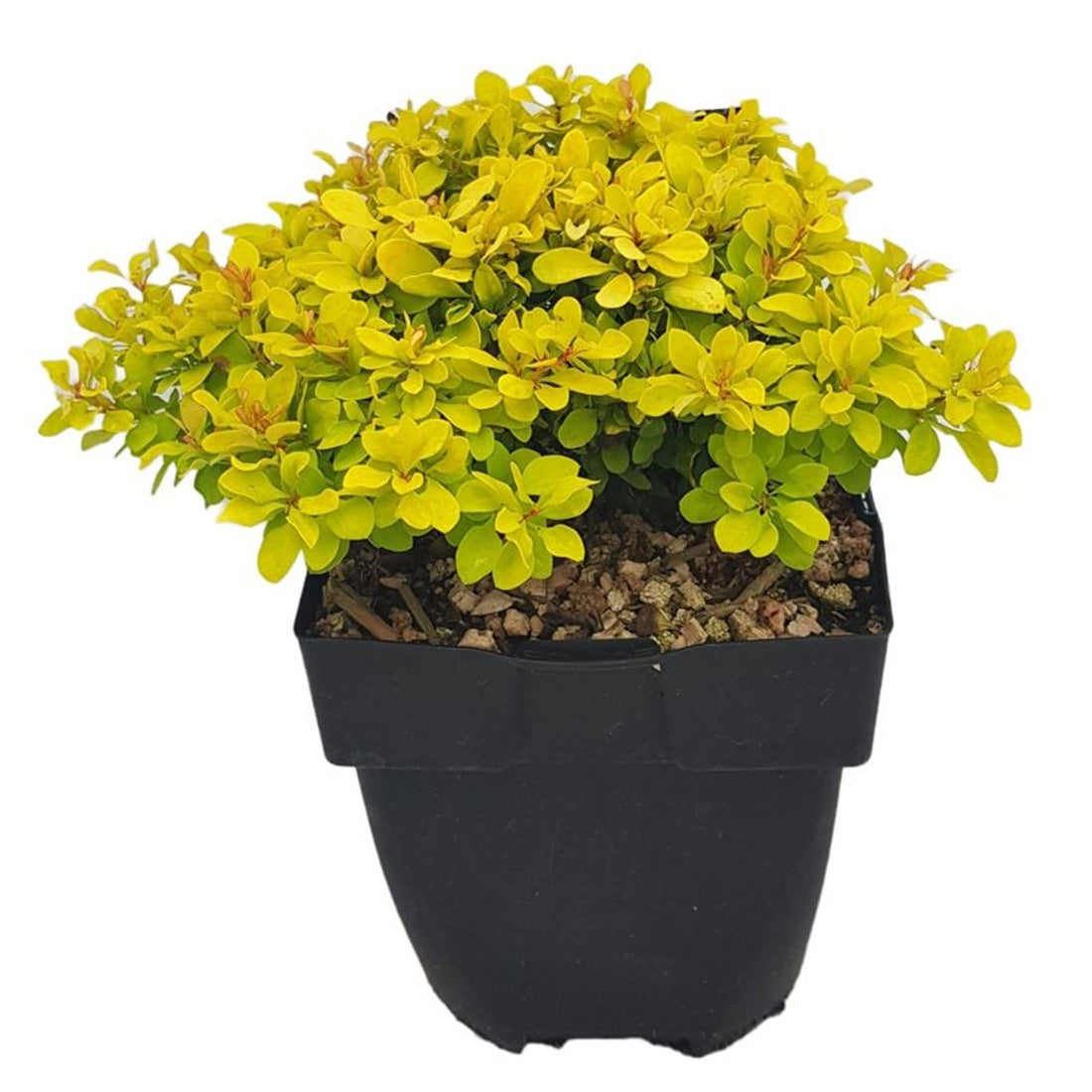 Dracila &quot;Lime Star&quot; galben / Berberis thunbergii &quot;Lime Star&quot;/