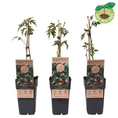 Mur "Thornless Evergreen"/ Rubus "Thornless Evergreen" / - Gradina Noastra