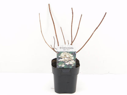 Hortensia paniculata "Wim&