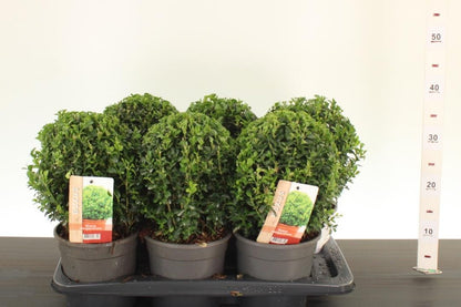 Buxus sempervirens minge 0.20- 0.30 m / Buxus sempervirens /