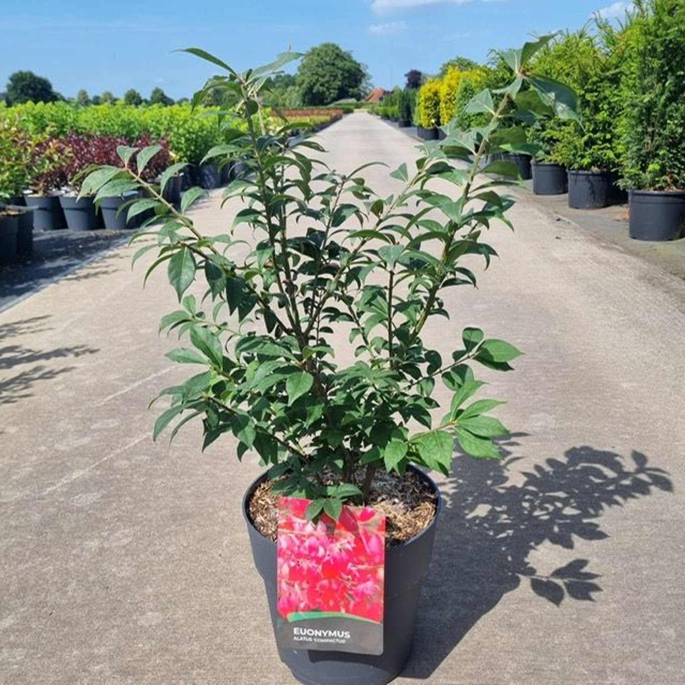 Euonymus alatus "Compactus" multitulpinal / Euonymus alatus "Compactus"  /