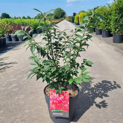 Euonymus alatus "Compactus" multitulpinal / Euonymus alatus "Compactus"  /