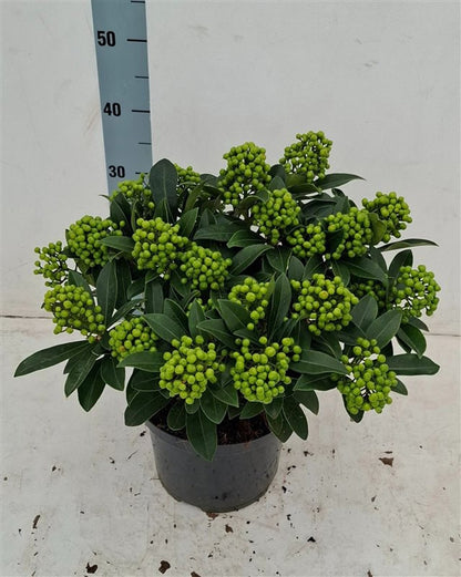 Liliac japonez "Pabella" / Skimmia japonica "Pabella"/