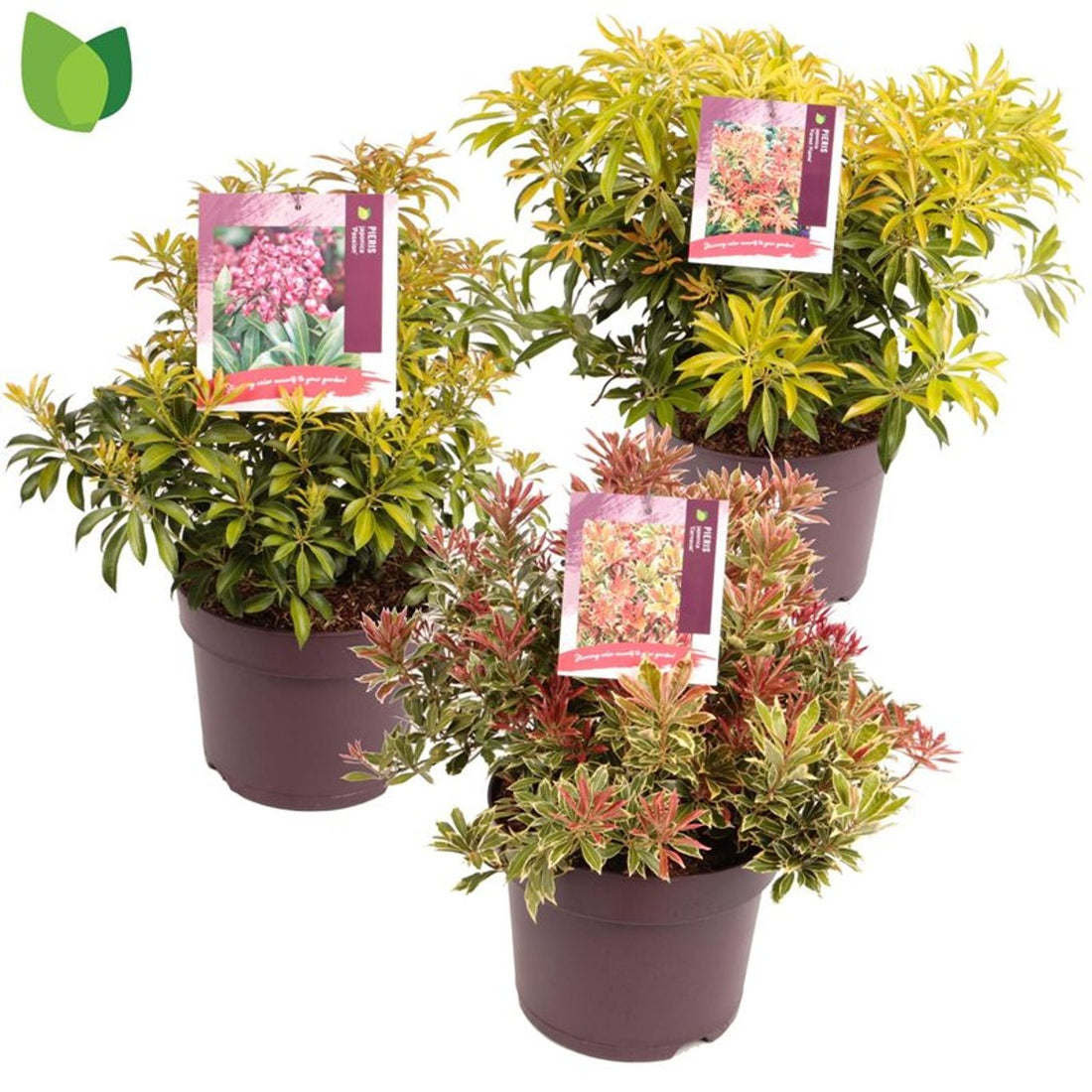 Andromeda japoneza vas 7.5 L mix/pret pe buc  / Pieris "Flaming Silver"/ Pieris japonica "Prelude"/Pieris japonica "Mountain Fire"/