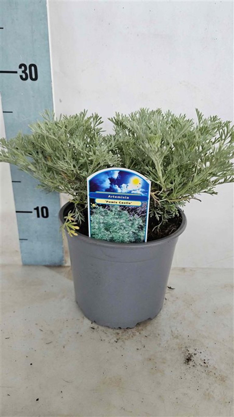 Tarhon decorativ "Powis Castle" / Artemisia "Powis Castle" - Gradina Noastra