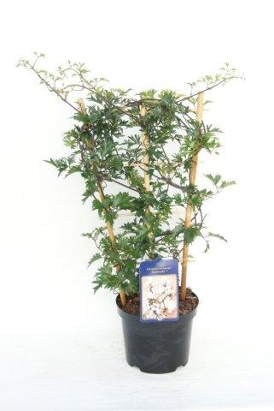 Clematita "Avalanche" /Clematis cartmanii "Avalanche"/ - Gradina Noastra