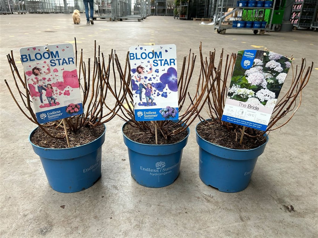 Hortensia "Endless Summer BloomStar" /Hydrangea macrophylla „Endless Summer BloomStar” / - Gradina Noastra