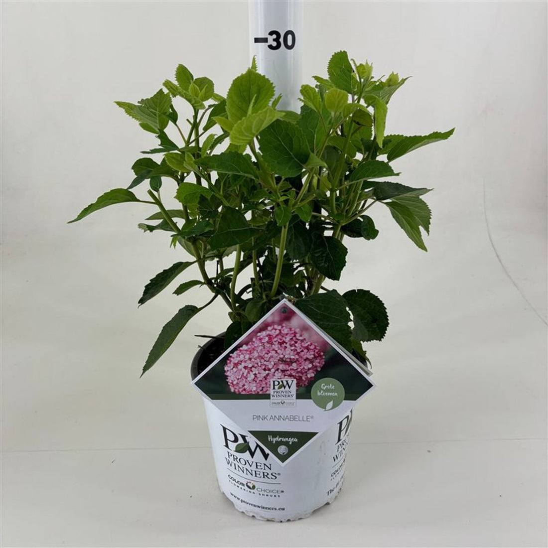 Hortensia &quot;Pink Annabelle&quot; 0.20 - 0.30 m / Hydrangea arborescens &quot;Pink Annabelle&quot;/