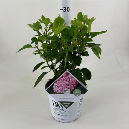 Hortensia &quot;Pink Annabelle&quot; 0.20 - 0.30 m / Hydrangea arborescens &quot;Pink Annabelle&quot;/