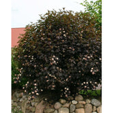 Physocarpus "Diabolo" / Physocarpus opulifolius "Diabolo"/ - Gradina Noastra