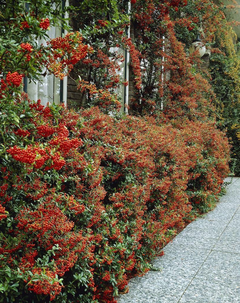 Catina ornamantala rosie "Ventoux Red"  / Pyracantha coccinea "Ventoux Red"/