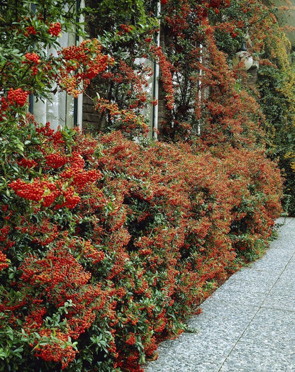 Catina ornamantala rosie "Ventoux Red"  / Pyracantha coccinea "Ventoux Red"/