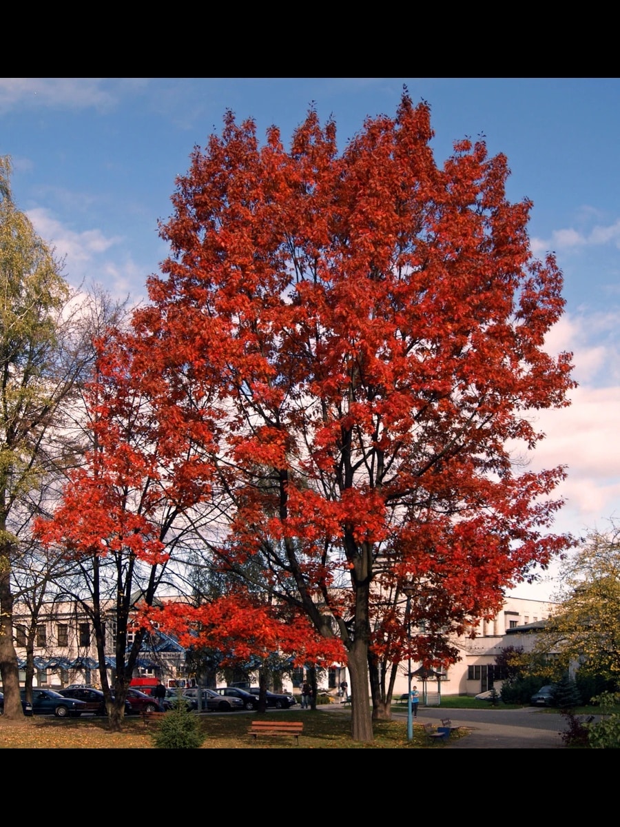 Stejar rosu 3.50 - 4.00 m / Quercus rubra / - Gradina Noastra