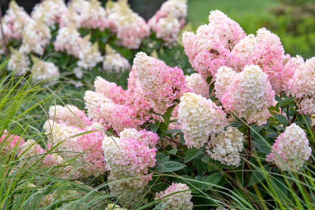 Hortensia paniculata "Quick Fire Fab"/ Hydrangea paniculata "Quick Fire Fab"/ by gradina-noastra