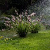 Pennisetum alopecuroides "Red Head" - Gradina Noastra