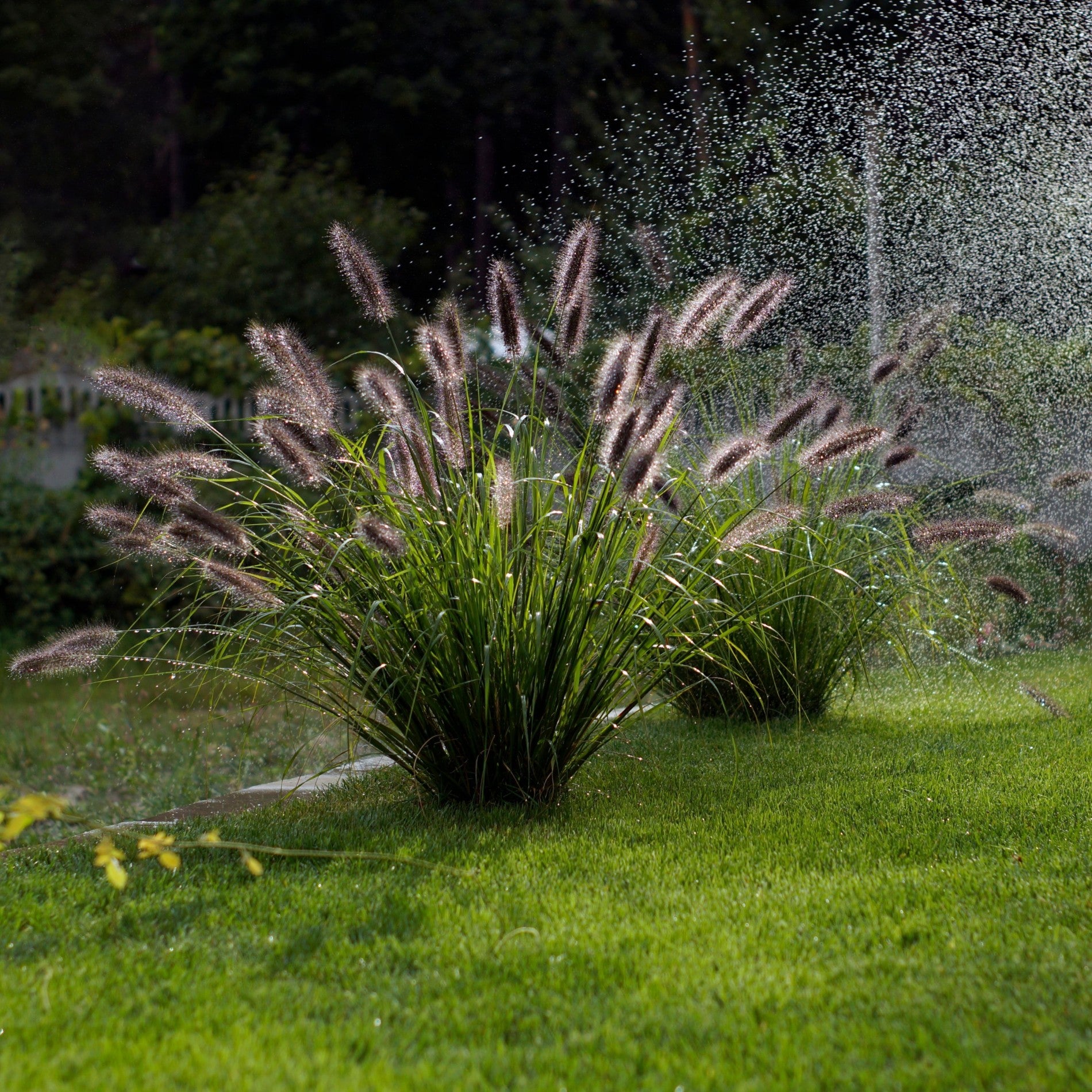 Pennisetum alopecuroides "Red Head" - Gradina Noastra