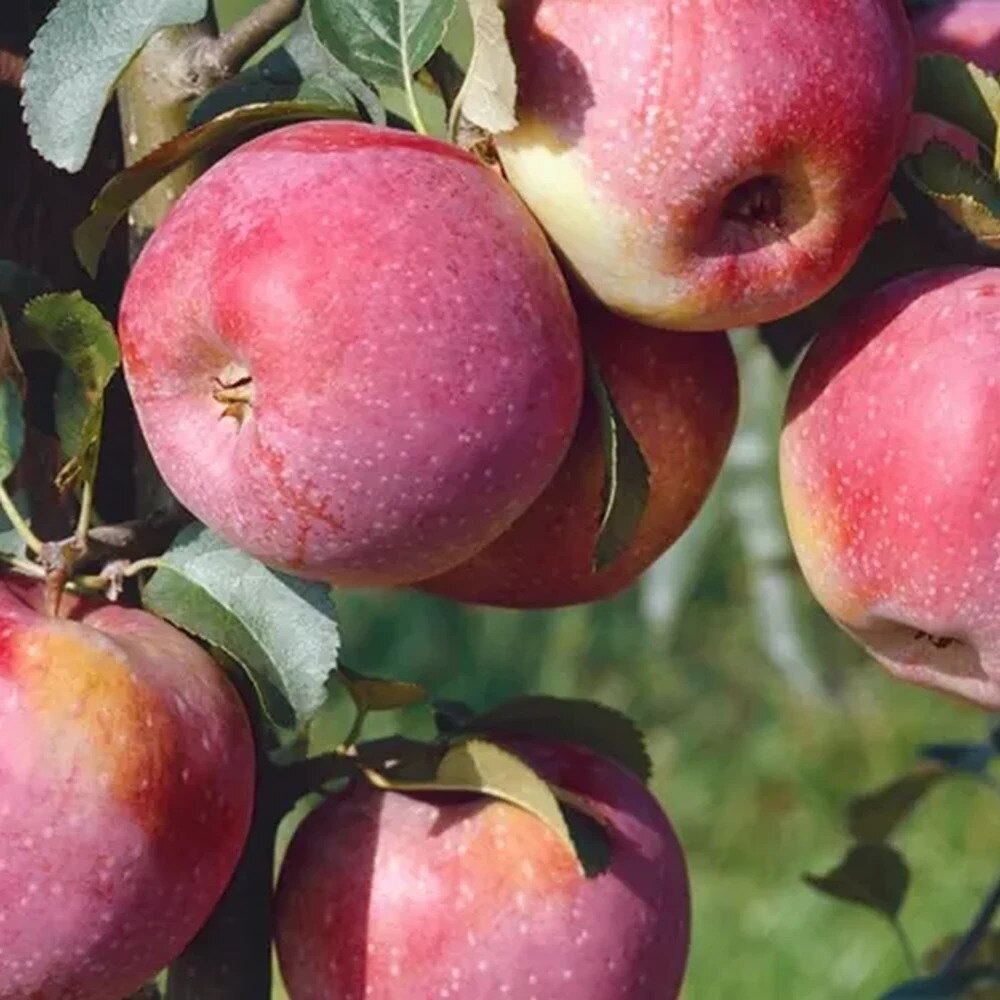 Mar "Florina" / Malus domestica „Florina” /