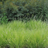 Sesleria autumnalis - Gradina Noastra