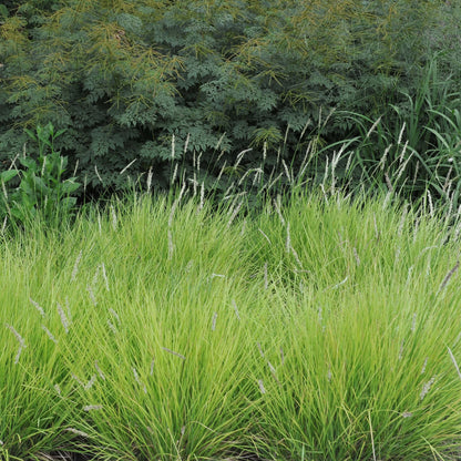 Sesleria autumnalis - Gradina Noastra