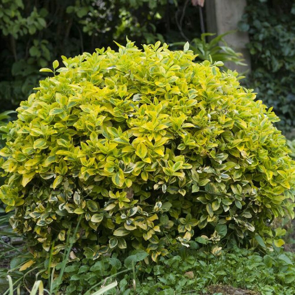 Salba japoneza" Elegant Aureus" - "Bravo" minge / Euonymus jap. "Elegant Aureus"/