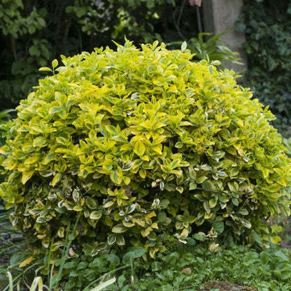 Salba japoneza" Elegant Aureus" - "Bravo" minge / Euonymus jap. "Elegant Aureus"/