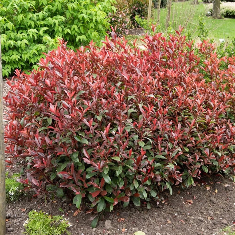 Photinia "Carre Rouge" minge / Photinia x fraseri "Carre Rouge"/