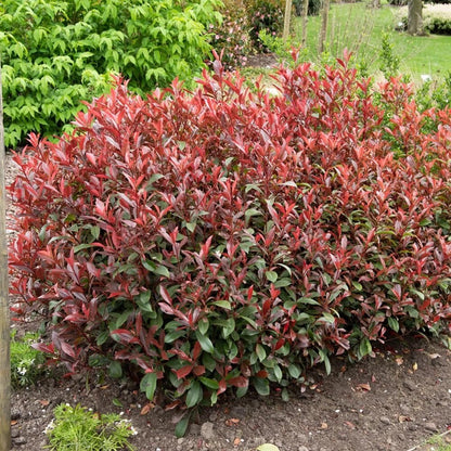 Photinia "Carre Rouge" minge / Photinia x fraseri "Carre Rouge"/