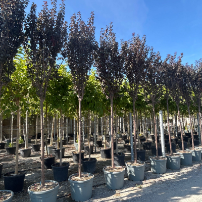 Corcodus rosu "Nigra" arbore /  Prunus cerasifera "Nigra" /
