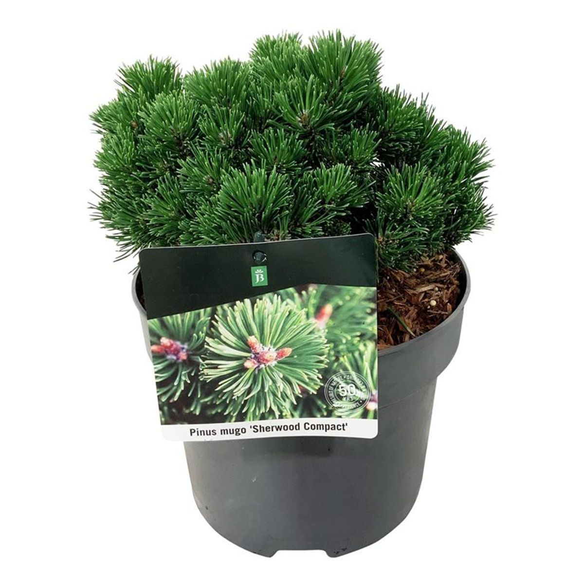 Pin pitic &quot;Sherwood Compact&quot; 0.20 - 0.25 m / Pinus mugo &quot;Sherwood Compact&quot;/