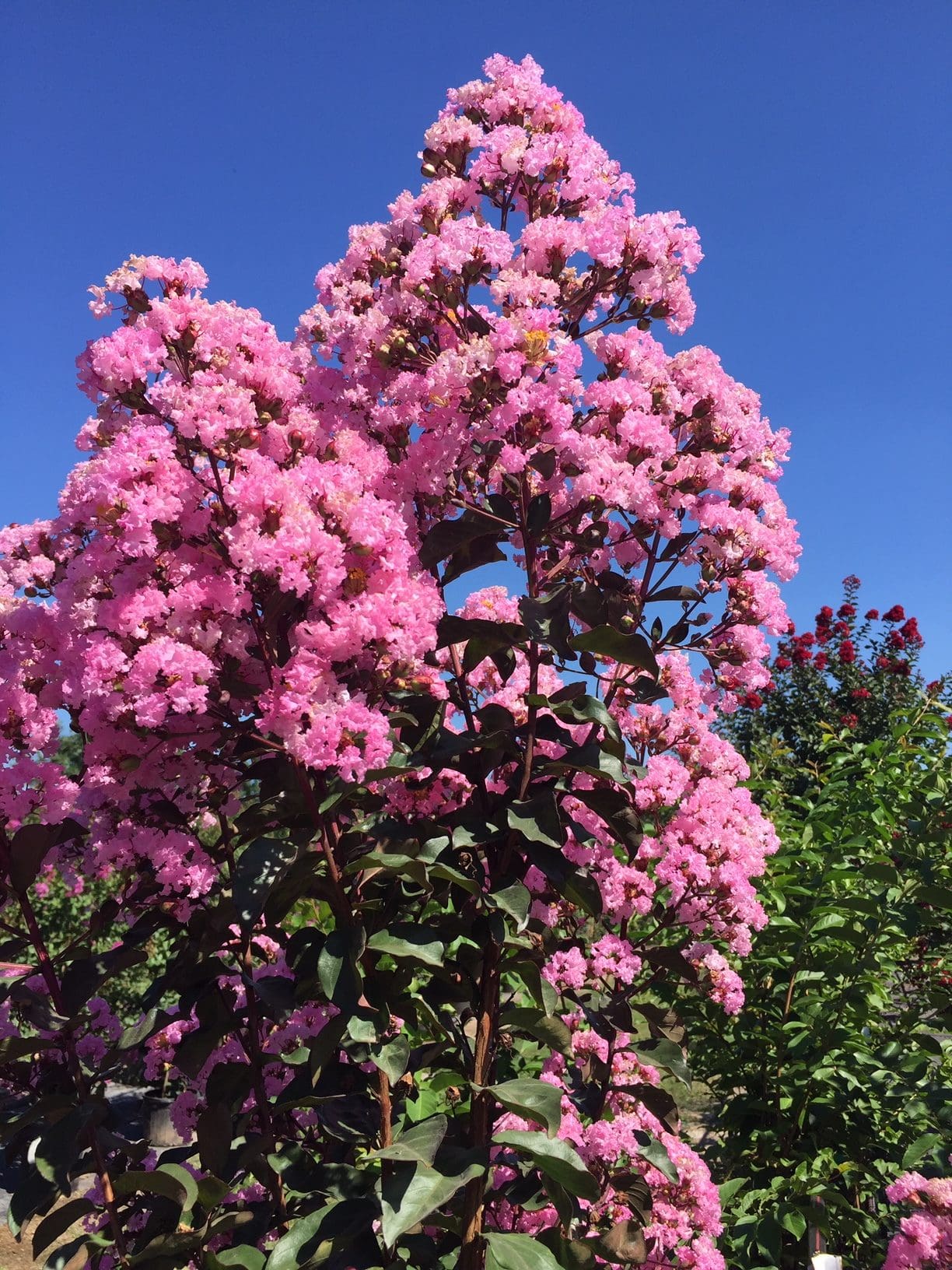 Liliac indian "Rapsody in Pink" / Lagerstroemia indica "Rapsody in Pink" /