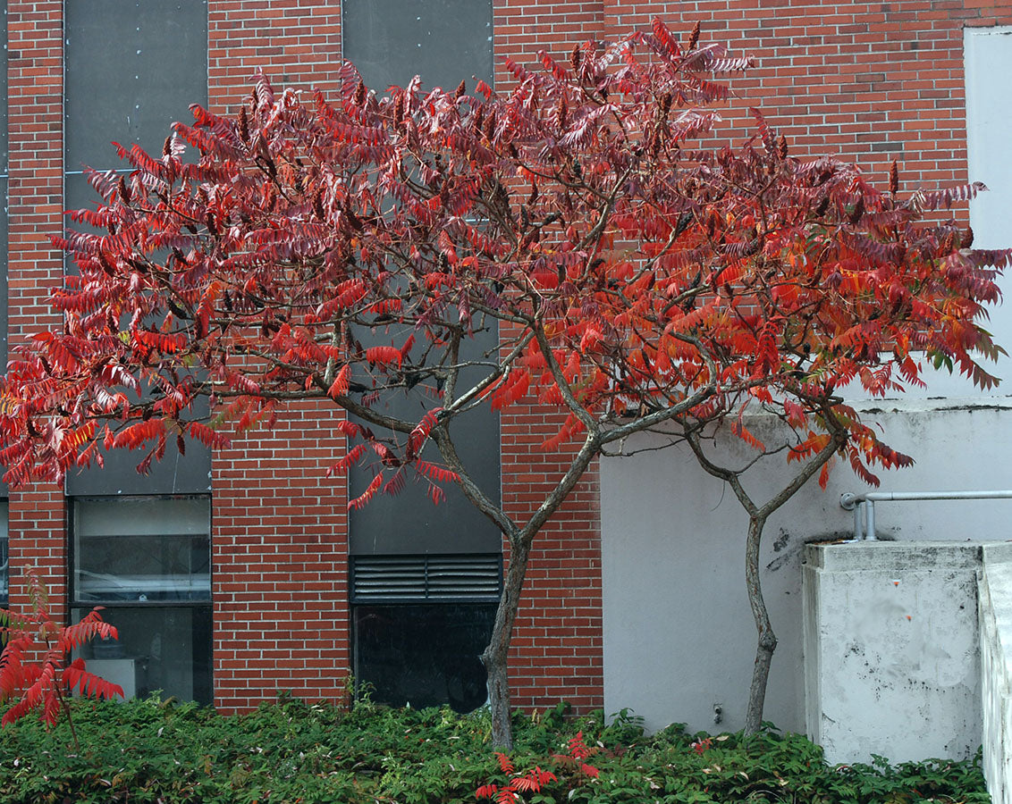 Otetar rosu "Dissecta" arbore / Rhus typhina "Dissecta" /