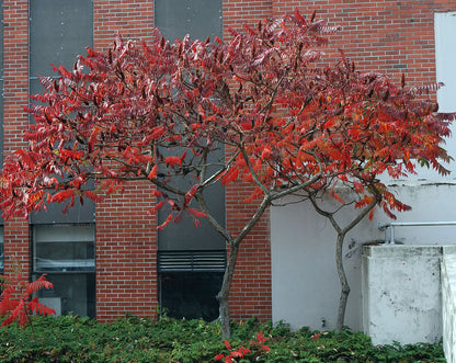 Otetar rosu "Dissecta" arbore / Rhus typhina "Dissecta" /