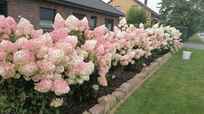 Hortensia paniculata "Vanille Fraise" / Hydrangea paniculata "Vanille Fraise" /