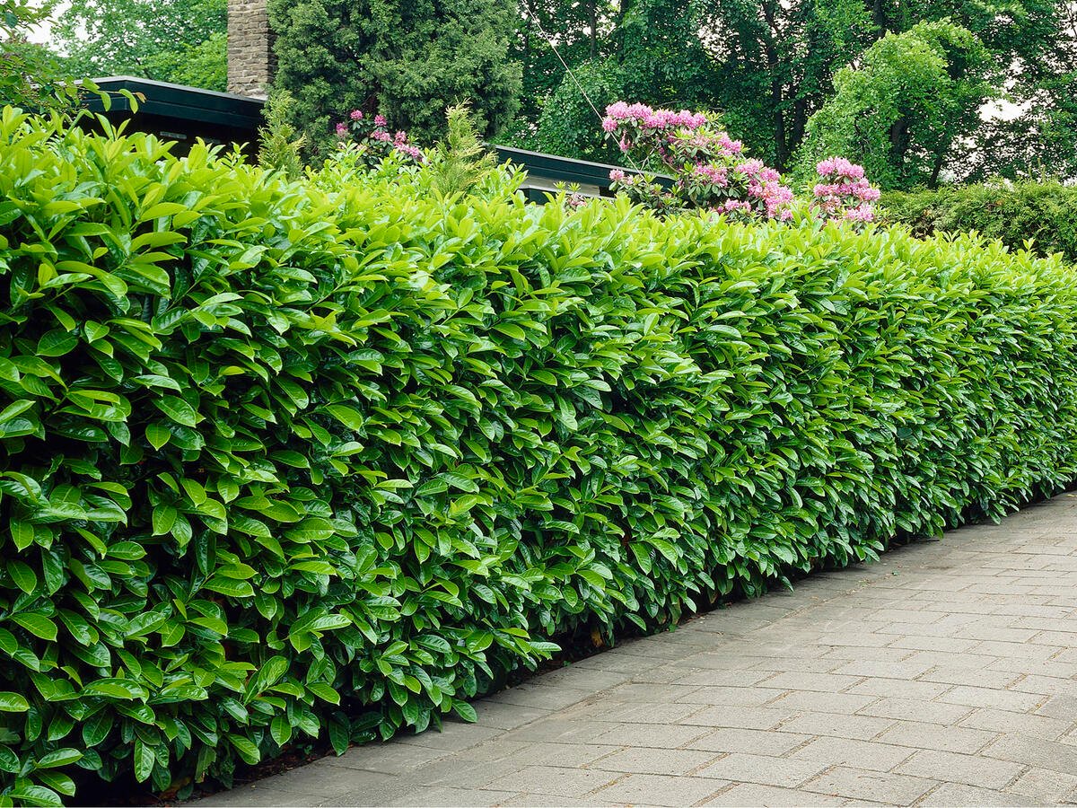 Laur englezesc "Novita" tufa / Prunus laurocerasus" Novita"/