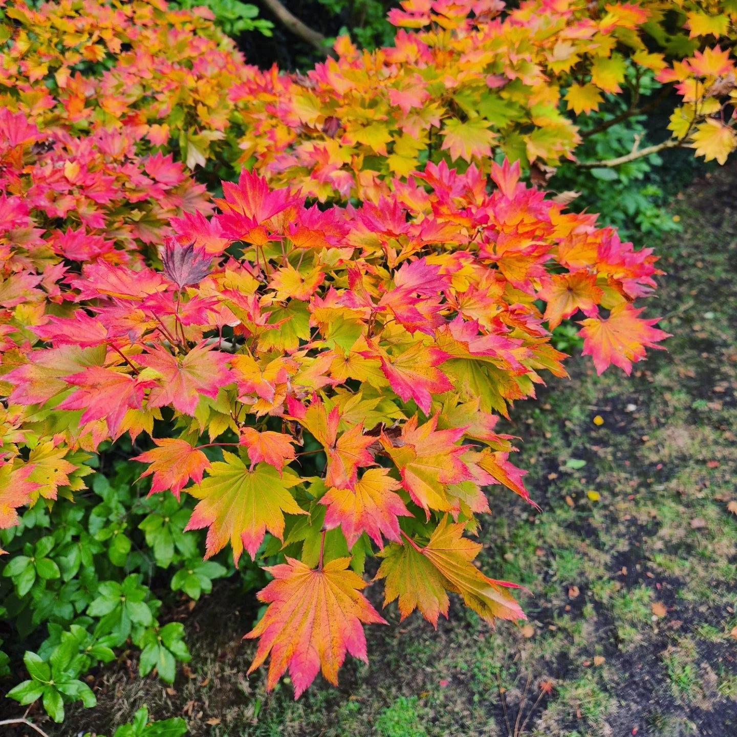 Artar japonez "Aureum" / Acer shirasawanum "Aureum" / - Gradina Noastra