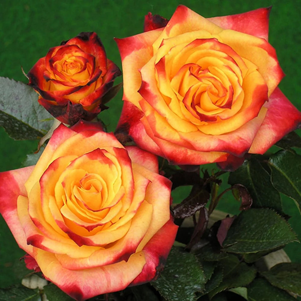 Trandafir pe picior "Mein Munchen" / Rosa "Mein Munchen"/