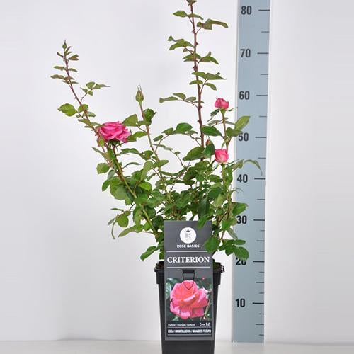 Trandafir teahibrid "Criterion" – / Rosa HT "Criterion"/