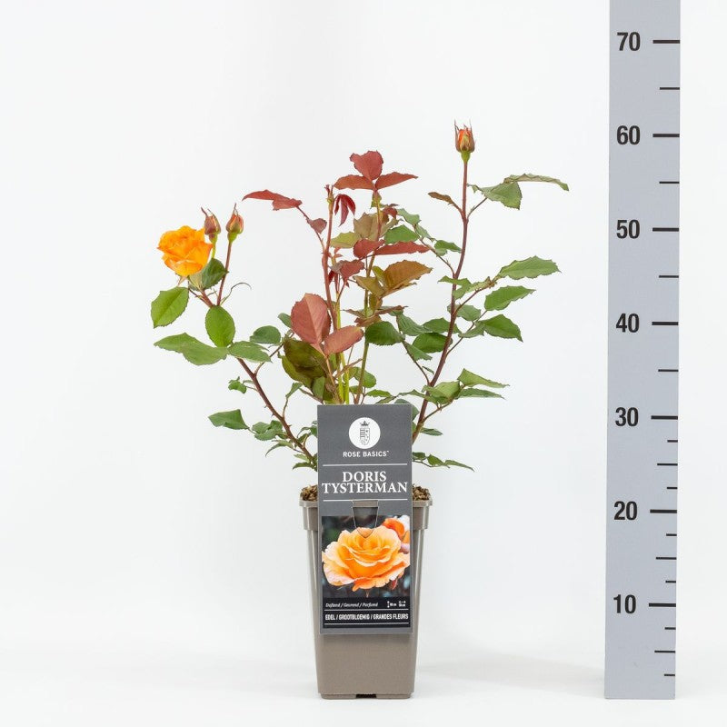 Trandafir teahibrid "Doris Tysterman" – / Rosa HT "Doris Tysterman"/
