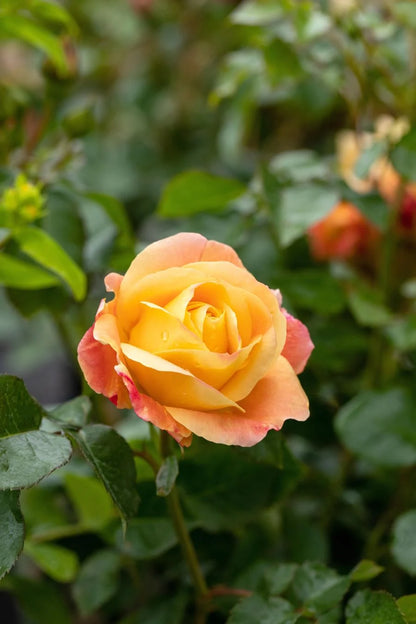 Trandafir floribunda "Lampion"/ Rosa floribunda "Lampion"/
