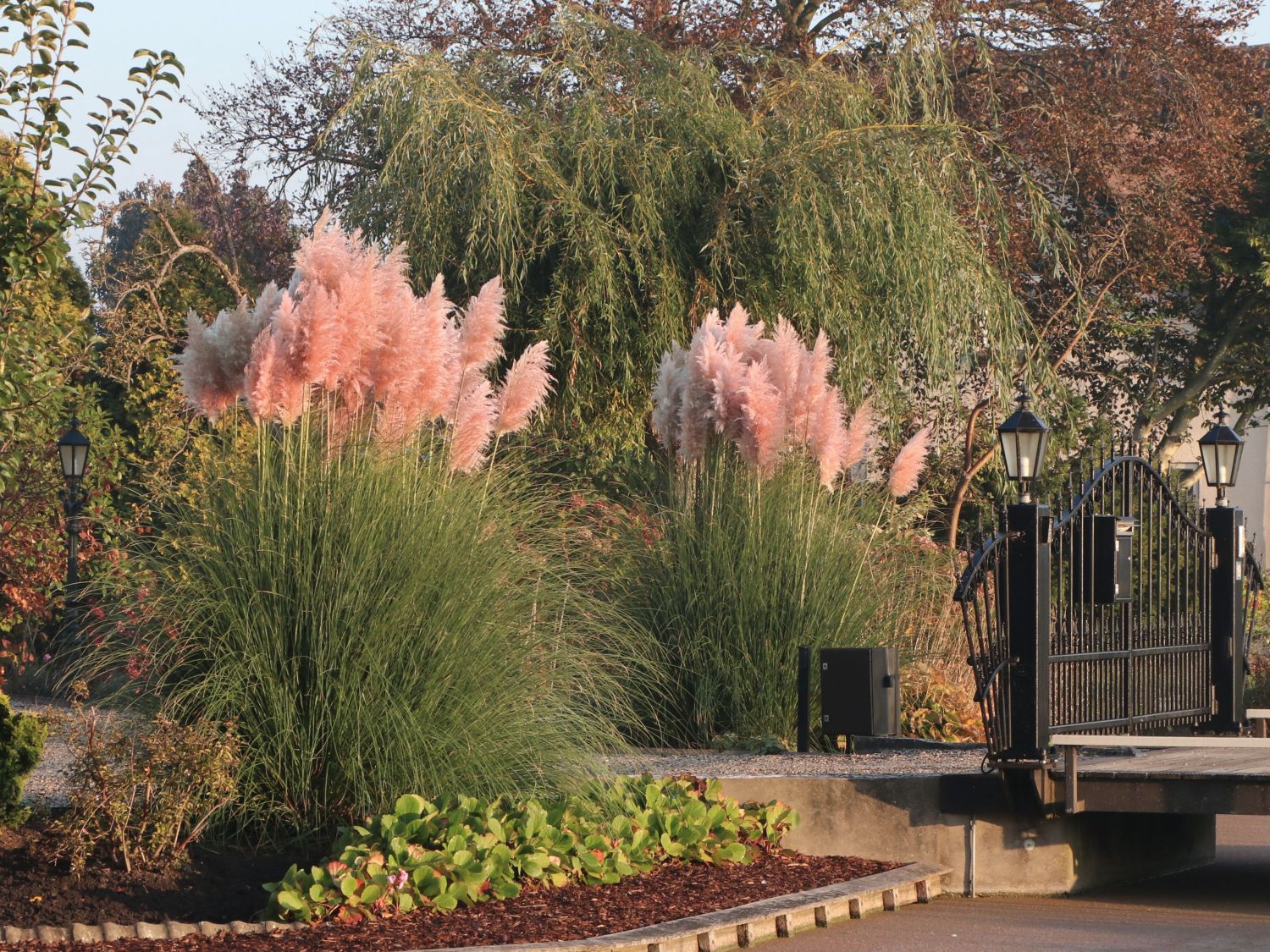 Iarba de pampas roz „Pink Feather ” /Cortaderia sellona „Pink Feather”/